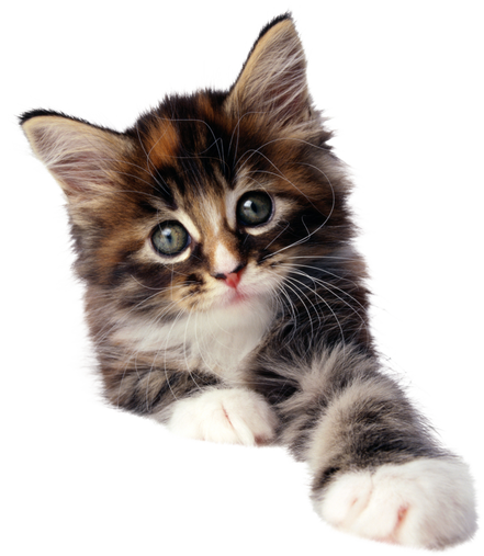 Maine Coon Kitten